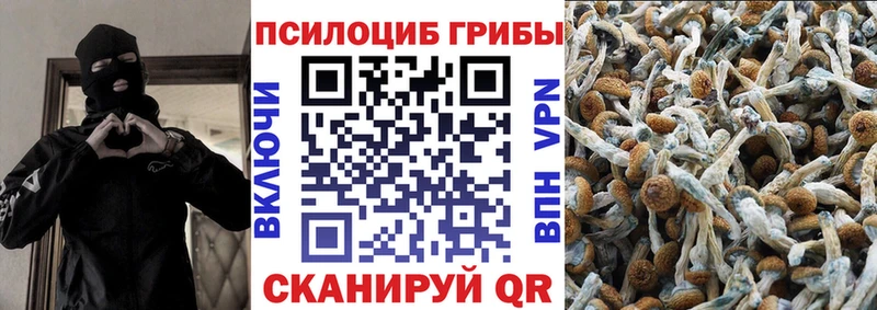 Галлюциногенные грибы Psilocybe  где продают   Олёкминск 